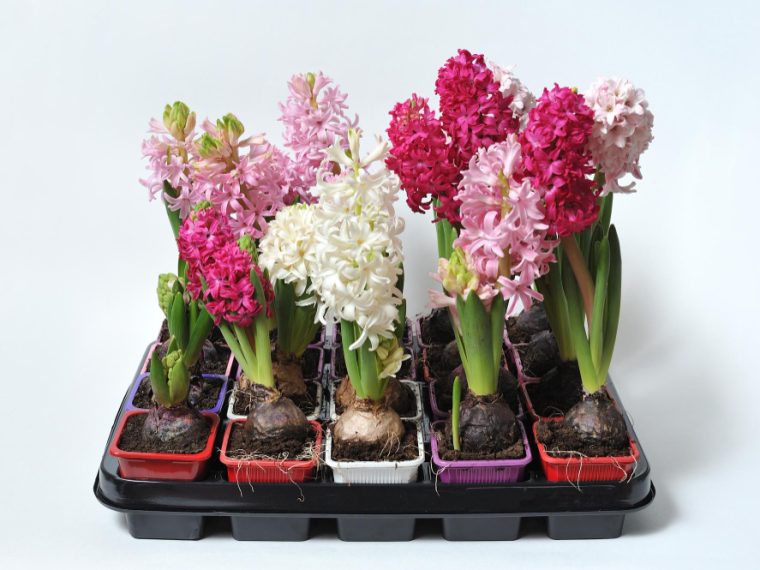 choisir le pot idéal pour vos jacinthes